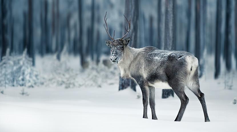 Ziemeļbriežu acis ziemā paliek... Autors: Lestets 12 dīvaini fakti par to, kā smejas žurkas, un daudz kas cits
