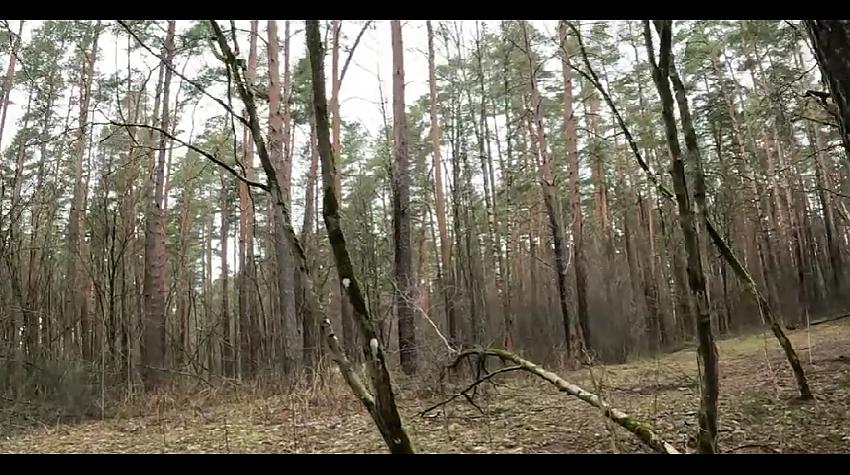 Ļoti gara pastaiga Biķernieku mežā un klausījos putnu skaņās