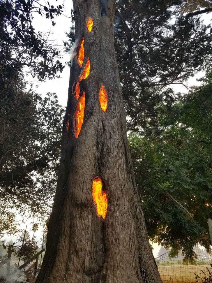 Drausmīgs meža ugunsgrēka... Autors: Zibenzellis69 16 attēli ar dabas radījumiem, kas izskatās tik biedējoši ...