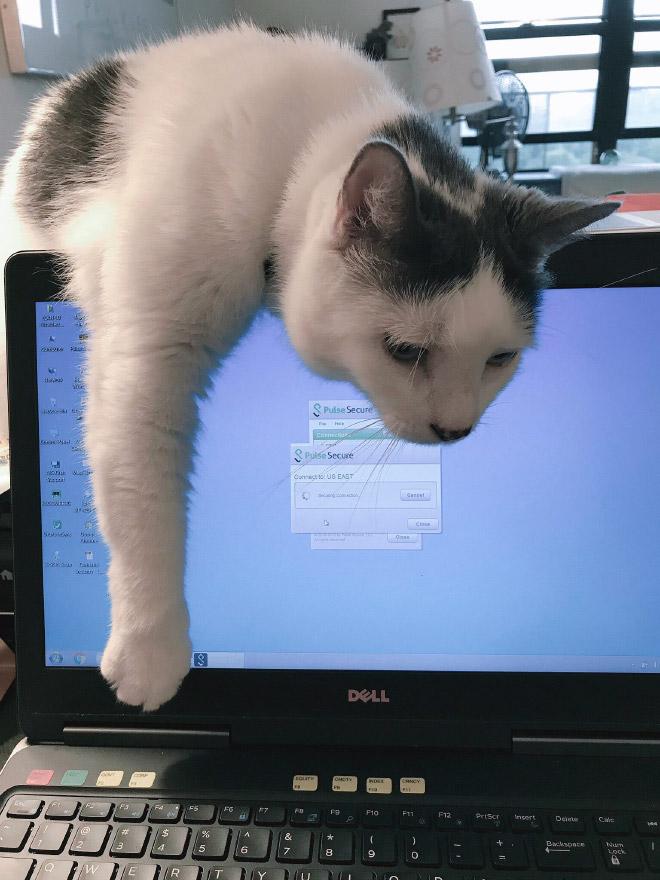  Autors: Zibenzellis69 Ja tu sāc strādāt ar datoru, tad noteikti tev sāks traucēts tavs kaķis