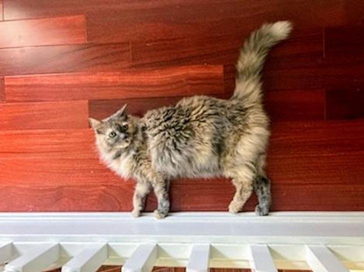 Scaronrēdingera kaķis ir vai... Autors: Lestets 15 fotogrāfijas, uz kurām ir jāskatās divreiz