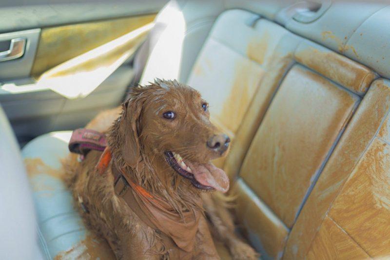 Labi ka mascaronīnai ir ādas... Autors: Zibenzellis69 Pastaiga ar suni var būt  īsts piedzīvojums,īpaši pēc nesenās lietusgāzes