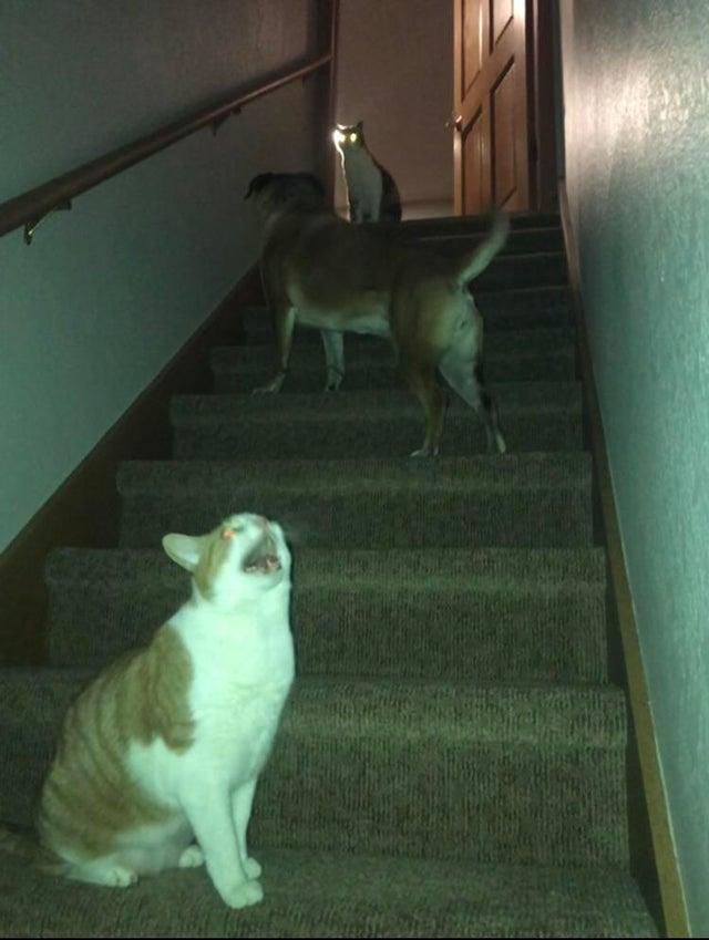 Dažiem suņiem ir paniskas... Autors: Zibenzellis69 19 smieklīgi suņi, kuri nopietni baidās no visparastākajām lietām