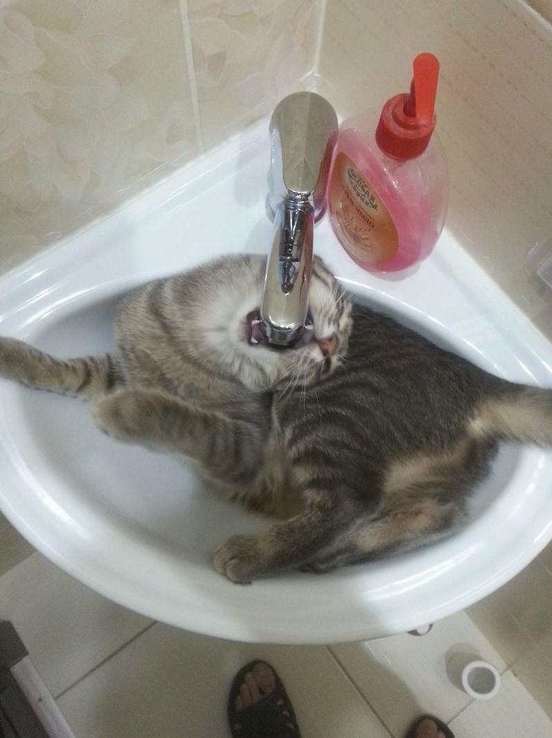 Slāpes Autors: Zibenzellis69 17 kaķi, kuri pēkšņi ''salūza'' un iemīlēja ūdens procedūras