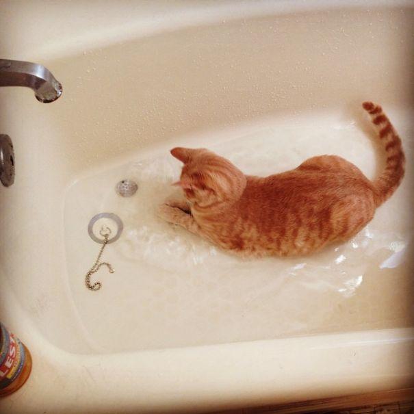 Pārbauda vai vanna ir... Autors: Zibenzellis69 17 kaķi, kuri pēkšņi ''salūza'' un iemīlēja ūdens procedūras