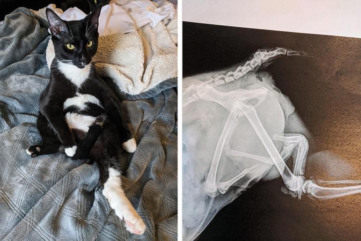 Kaķis ar piecām kājām Autors: Lestets 21 pierādījums, ka dabas iztēles spējai nav robežu