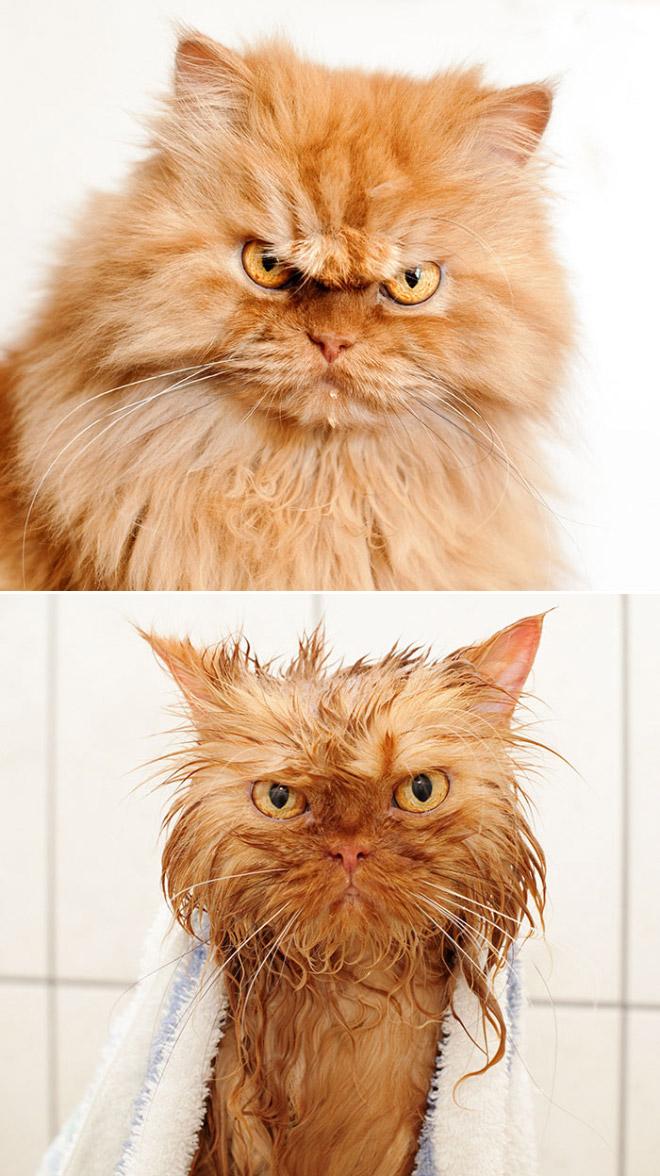  Autors: Zibenzellis69 Kaķi pirms un pēc vannas