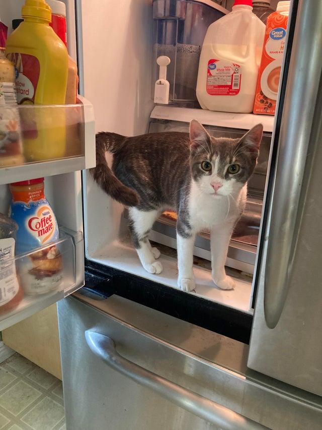 Ledusskapja apsargs Autors: Zibenzellis69 25 smieklīgas situācijas, kad kaķi atrasti tur, kur tie nemaz nebija gaidīti