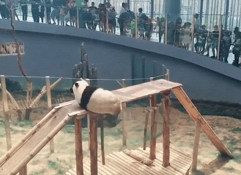  Autors: Zibenzellis69 Ir iemesls, kāpēc pandas ir apdraudētas (Neveiklie pandu kritieni)