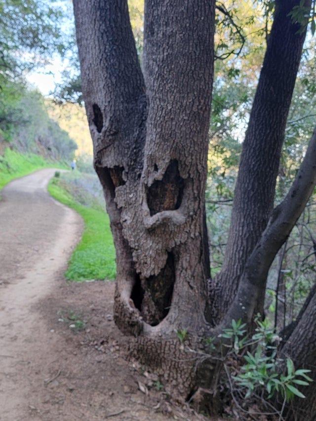 Asinskāra sejas izteiksme Autors: Zibenzellis69 23 fotogrāfijas ar neparastiem kokiem, kas pārsteidz ar izskatu un varbūt biedē