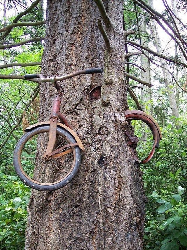 Kādam velosipēds uz visiem... Autors: Zibenzellis69 23 fotogrāfijas ar neparastiem kokiem, kas pārsteidz ar izskatu un varbūt biedē