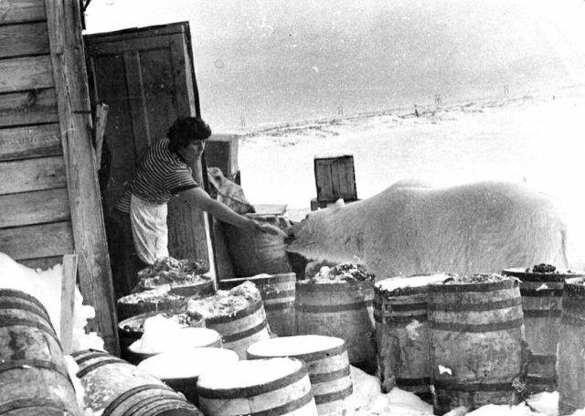 Sieviete baro polārlāci PSRS... Autors: Zibenzellis69 Vēsturisko fotogrāfiju izlase (33 foto)