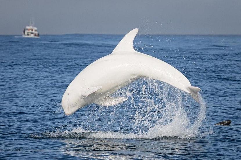 Unikāls baltais delfīns vārdā... Autors: Zibenzellis69 14 mutāciju piemēri, kas padarīja to īpašniekus vēl unikālākus