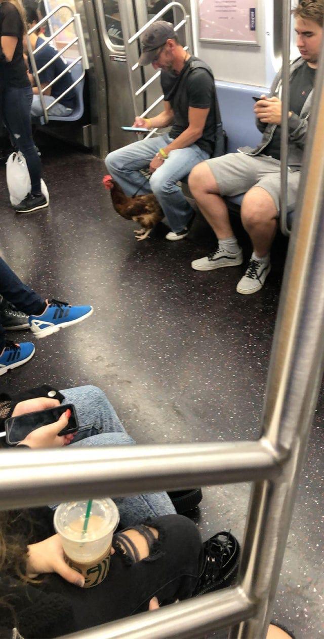 Čau tavs suns izskatās dīvaini Autors: Zibenzellis69 Gadījumi, kad cilvēki metro satikās ar ļoti neparastiem un dīvainiem pasažieriem