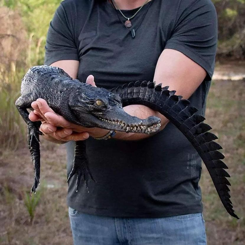 Melns krokodils ar slaidu... Autors: Zibenzellis69 16 pierādījumi tam, ka dažu dzīvnieku izskatu radījusi daba ar īpašu iedvesmu
