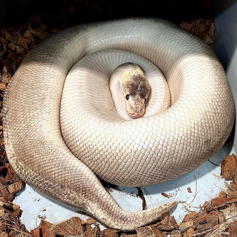 Čūsku mammīteČūskas ir ļoti... Autors: Zibenzellis69 17 grūsnu dzīvnieku fotogrāfijas, kuru vēderi ir uzjautrinoši, gan aizkustinoši