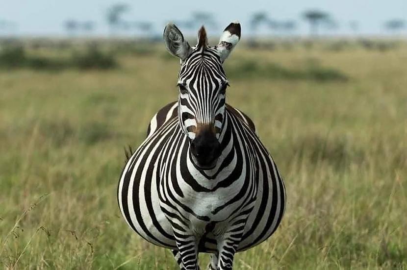 Zebra Autors: Zibenzellis69 17 grūsnu dzīvnieku fotogrāfijas, kuru vēderi ir uzjautrinoši, gan aizkustinoši