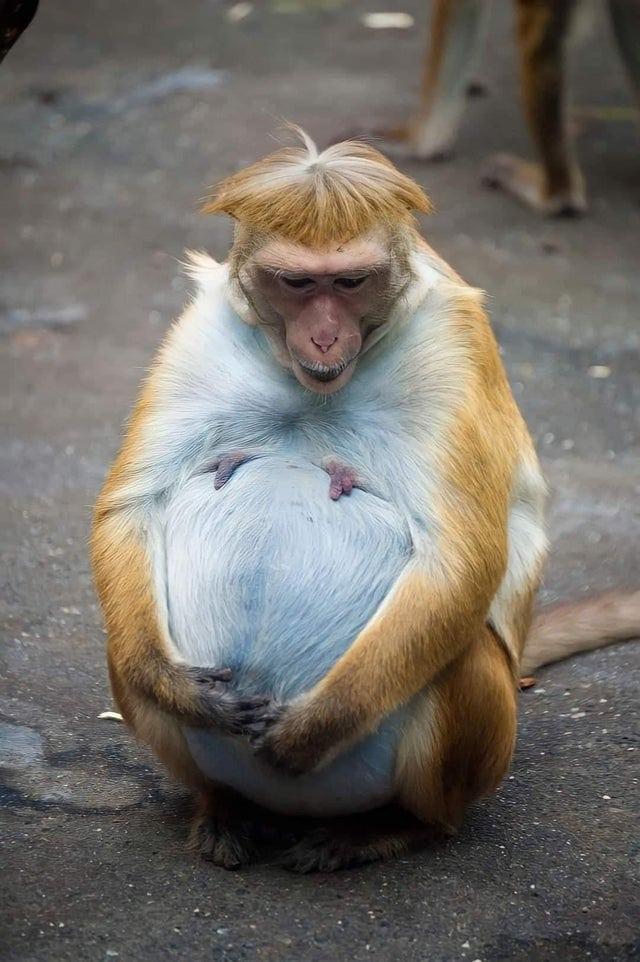 Toposcaronā pērtiķu mammīte Autors: Zibenzellis69 17 grūsnu dzīvnieku fotogrāfijas, kuru vēderi ir uzjautrinoši, gan aizkustinoši