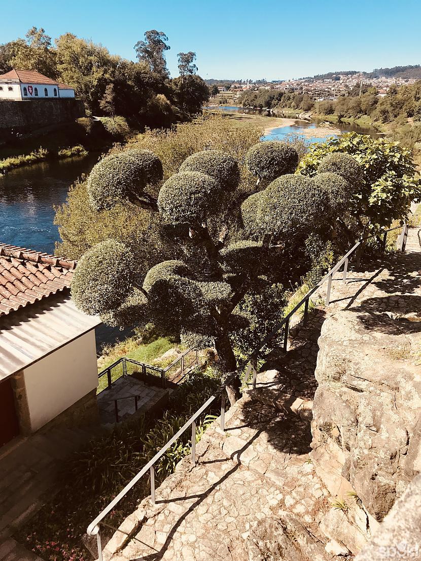 Incants koks pie upes Autors: ezkins 10 dienas Portugālē. Un atkal Barcelos