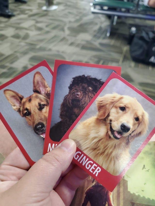 Reno lidostā ir suņi ar kuriem... Autors: Zibenzellis69 17 kadri, kas parāda, ka gaidīšana lidostā dažkārt mēdz būt aizraujoša