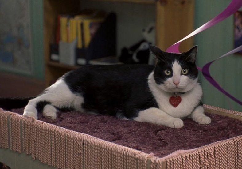 Resnais Luia filmā Kā būt... Autors: Zibenzellis69 14 spilgti ekrāna kaķi, kuri tika galā ar savu lomu filmā, kā jebkurš aktieris