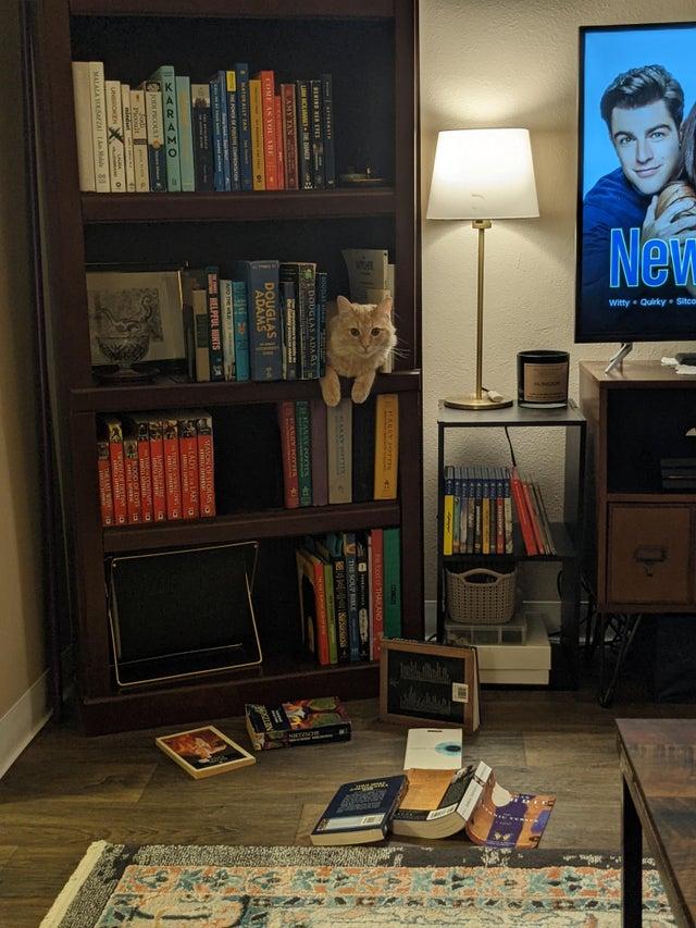 Grāmatas noteikti ir labāk... Autors: Zibenzellis69 16 smieklīgas situācijas, kad kaķi atrasti tur, kur tie nemaz nebija gaidīti
