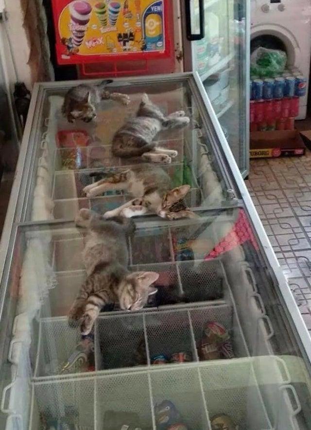 Ārā ir ļoti karsts tāpēc... Autors: Zibenzellis69 16 smieklīgas situācijas, kad kaķi atrasti tur, kur tie nemaz nebija gaidīti