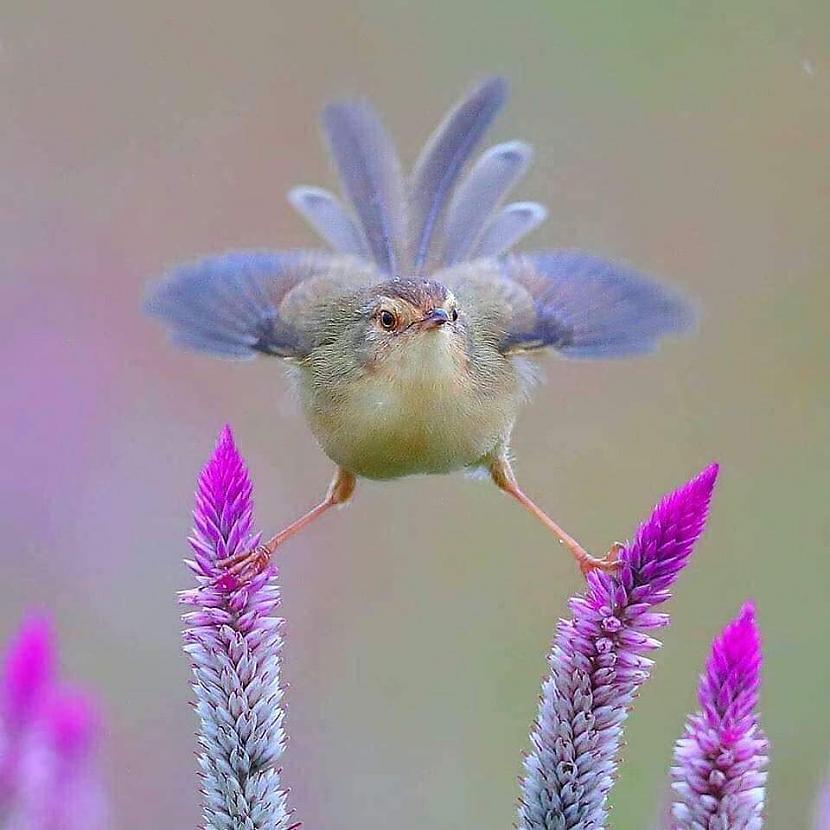 Kā skaists zieds Autors: Zibenzellis69 Dīvaini, smieklīgi un ekscentriski putni bildēs (35 fotogrāfijas)
