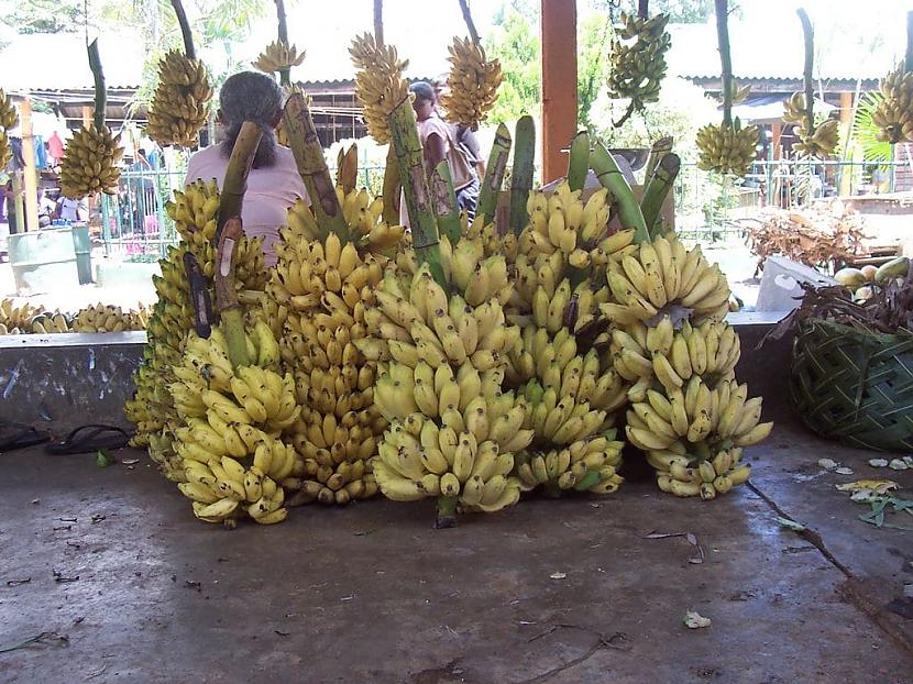 Plantain  dārzeņu banānu... Autors: Zibenzellis69 12 dīvaini banānu veidi, kas pārsteigs ar savu krāsu un garšu