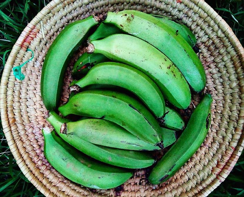 Zaļie banāniTie nogatavojas un... Autors: Zibenzellis69 12 dīvaini banānu veidi, kas pārsteigs ar savu krāsu un garšu