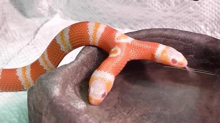 Divgalvaina čūska Autors: Zibenzellis69 15 dzīvnieki, kuru ģenētiskās anomālijas liek šaubīties par to esamību