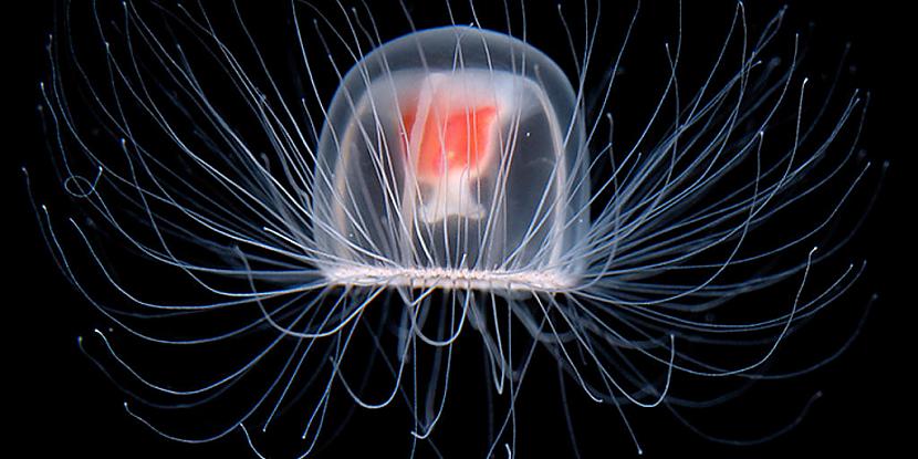 Nemirstīgās medūzas un hidras... Autors: Zibenzellis69 Mātes dabas noslēpumi ilgmūžībai: 15 neticamākie ilgmūžības piemēri