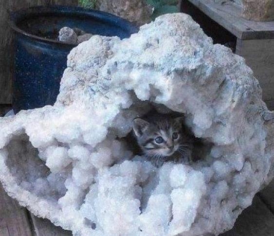 Kalnrači atrada pūkainu... Autors: Zibenzellis69 20 interesanti fotoattēli, kas pierāda, ka kaķi var nokļūt jebkurā vietā