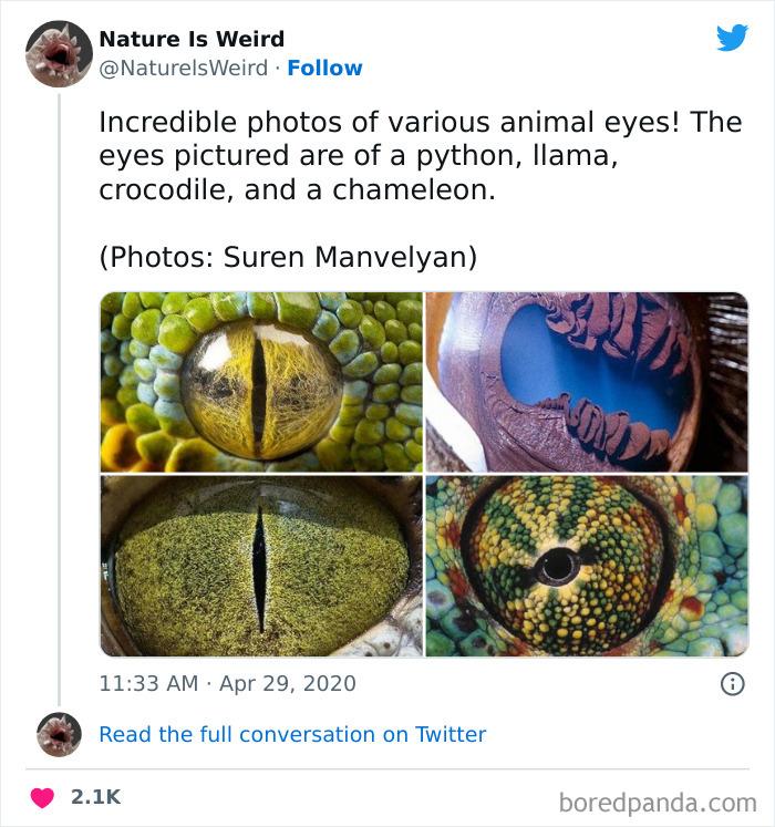 Neticami dažādu dzīvnieku acu... Autors: slepkavnieciskais 20 interesanti fakt un attēli kas pierāda ka daba ir dīvaina.