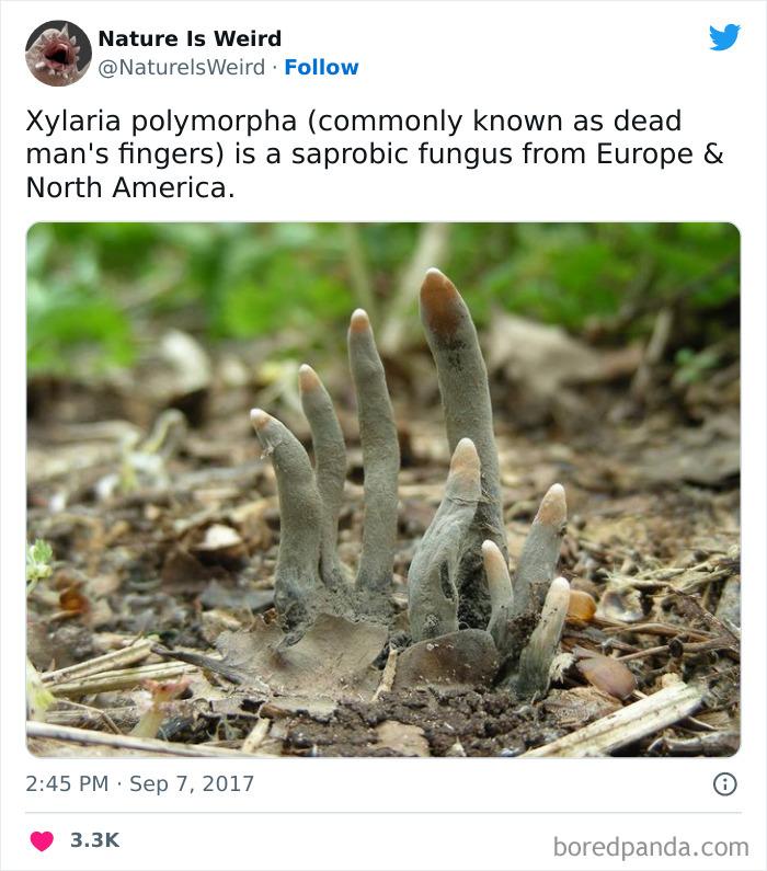 Xylaria Polymorpha pazīstama... Autors: slepkavnieciskais 20 interesanti fakt un attēli kas pierāda ka daba ir dīvaina.