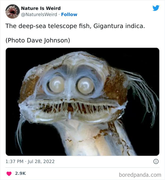 Teleskopu zivis ir mazas... Autors: slepkavnieciskais 20 interesanti fakt un attēli kas pierāda ka daba ir dīvaina.