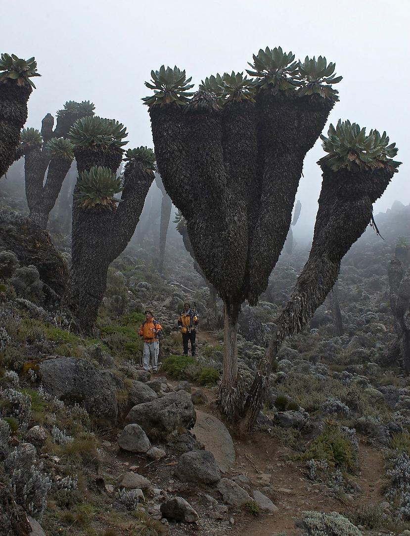   Senecio kilimanjari... Autors: Zibenzellis69 10 neticami augi, kas pierādīs, ka dabai joprojām ir ar ko pārsteigt cilvēkus