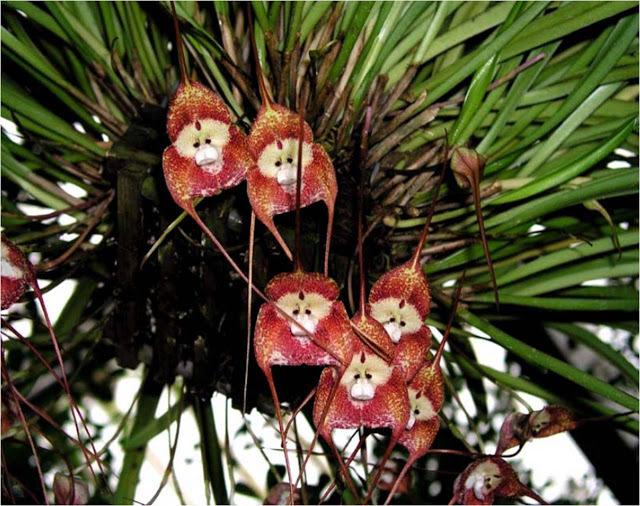 Scarono augu sauc arī par... Autors: Zibenzellis69 10 neticami augi, kas pierādīs, ka dabai joprojām ir ar ko pārsteigt cilvēkus