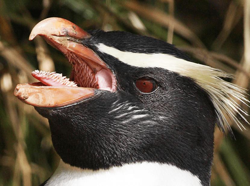 Pingvīniem ir arī daži diezgan... Autors: Zibenzellis69 Nedaudz baisi: dzīvnieki,kuriem ir visdīvainākie, bīstamāki un šokējošākie zobi.