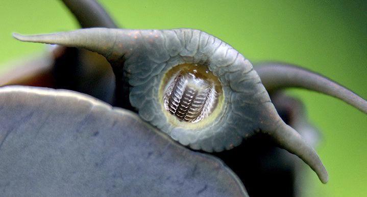 Scaronādi izskatās gliemeža... Autors: Zibenzellis69 Nedaudz baisi: dzīvnieki,kuriem ir visdīvainākie, bīstamāki un šokējošākie zobi.