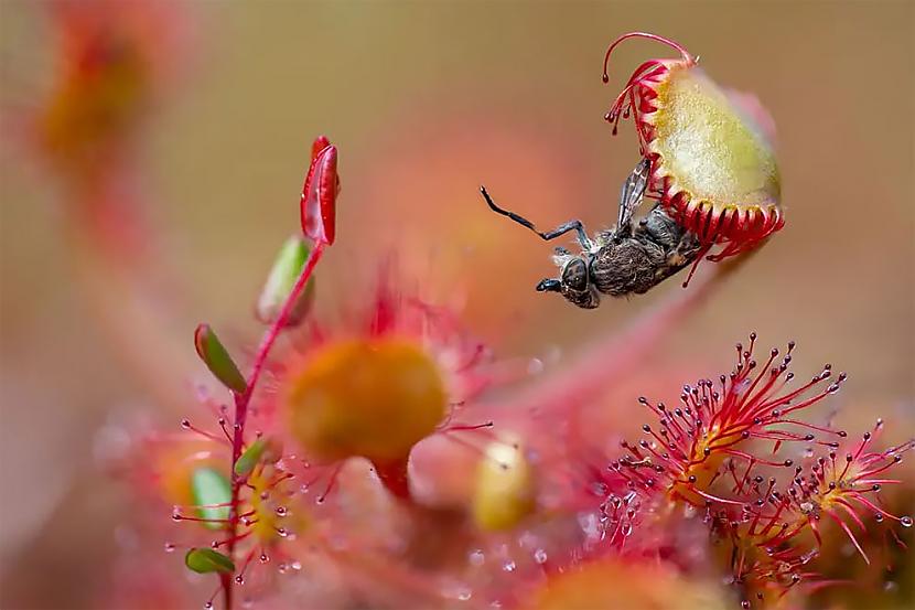 Botāniskā Lielbritānija... Autors: Zibenzellis69 Britu Wildlife Photography Awards 2023 — iespaidīgas uzvarējušās fotogrāfijas