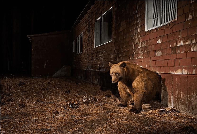 Izrāpās no mājas pagrabaŠis... Autors: Zibenzellis69 15 amerikāņu fotogrāfa darbi, kas parāda savvaļas dzīvniekus un pilsētvidi