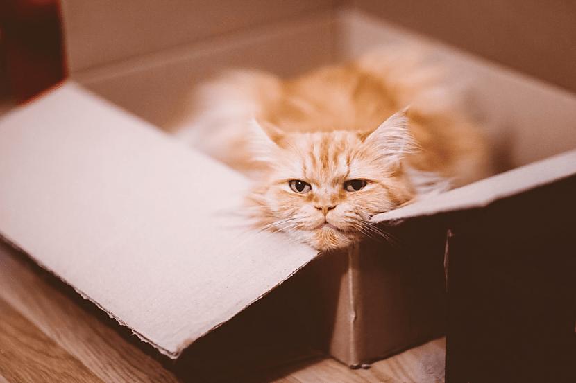  Autors: Zibenzellis69 Tie ir radīti viens otram: kaķi un kastes