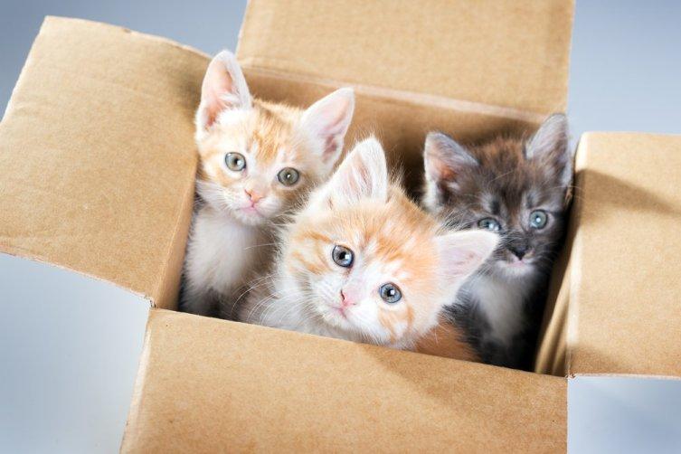  Autors: Zibenzellis69 Tie ir radīti viens otram: kaķi un kastes