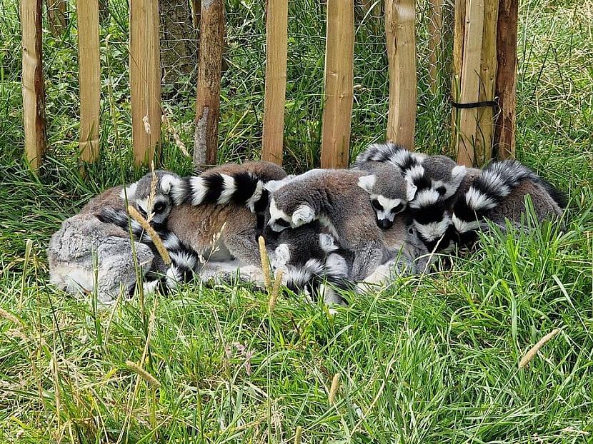 Tā guļ lemuri Autors: Zibenzellis69 Vai tu vari iedomāties, bet varbūt pat zini kā guļ dažādi dzīvnieki, nāc skaties