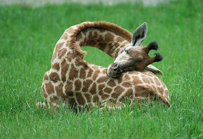 Žirafes guļ katru stundu 10... Autors: Zibenzellis69 Vai tu vari iedomāties, bet varbūt pat zini kā guļ dažādi dzīvnieki, nāc skaties