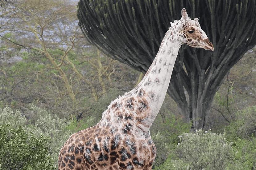 ŽirafeIzskatās tā ka itkā to... Autors: Zibenzellis69 17 burvīgi dzīvnieki, ko daba apveltījusi ar pilnīgi unikālām krāsām  (vitiligo)