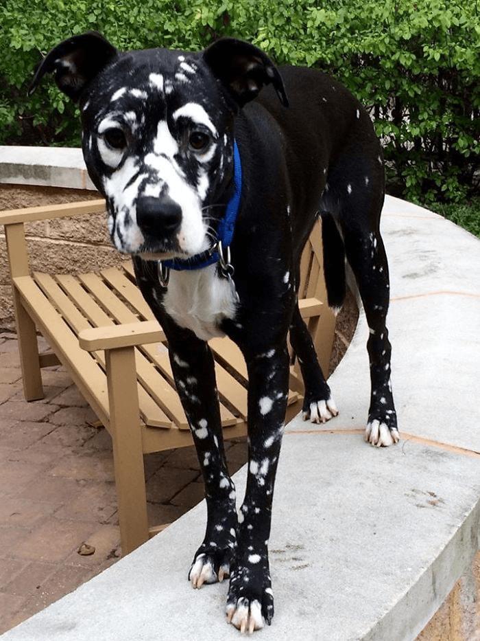 Suns ar unikālu krāsu Autors: Zibenzellis69 17 burvīgi dzīvnieki, ko daba apveltījusi ar pilnīgi unikālām krāsām  (vitiligo)