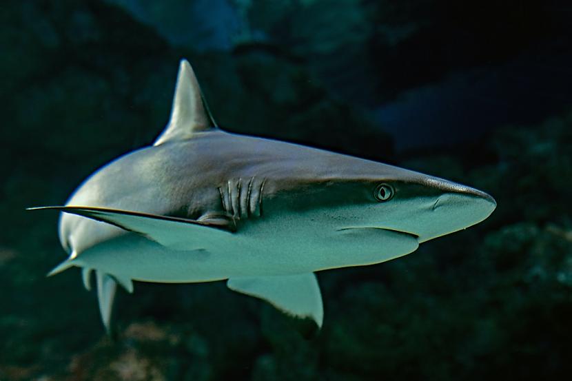 HaizivisHaizivs mazuļi var... Autors: Lestets 13 dzīvnieku fakti, ko nevarēsi vairs aizmirst un vēlēsies kaut nebūtu zinājis
