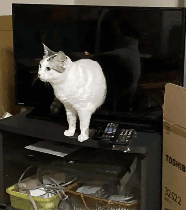 Vai kaķi ir scaronķidri Autors: Zibenzellis69 15 optiskās ilūzijas, kas parādījās pašas no sevis, neizmantojot nekādu fotošopu